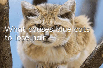 What causes blue cats to lose hair?