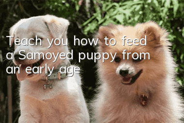Teach you how to feed a Samoyed puppy from an early age