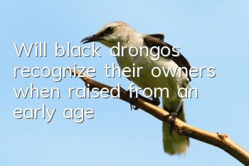 Will black drongos recognize their owners when raised from an early age?