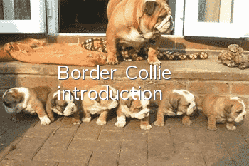 Border Collie introduction