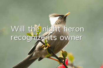 Will the night heron recognize its owner?