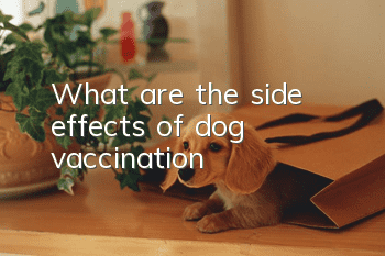 What are the side effects of dog vaccination?