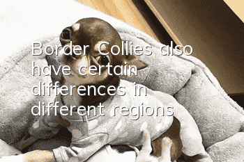 Border Collies also have certain differences in different regions