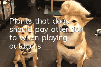 Plants that dogs should pay attention to when playing outdoors
