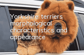 Yorkshire terrier’s morphological characteristics and appearance