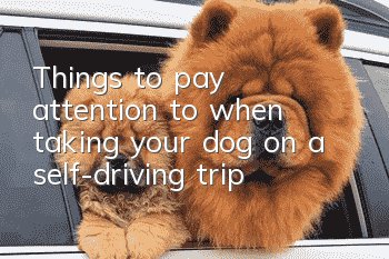 Things to pay attention to when taking your dog on a self-driving trip