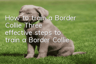 How to train a Border Collie? Three effective steps to train a Border Collie