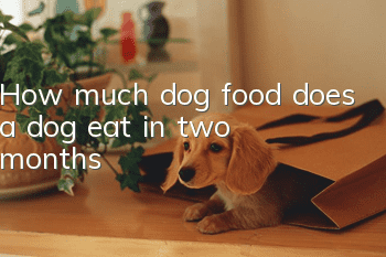 How much dog food does a dog eat in two months?