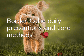 Border Collie daily precautions and care methods