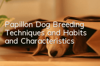 Papillon Dog Breeding Techniques and Habits and Characteristics