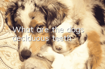 What are the dog’s deciduous teeth?