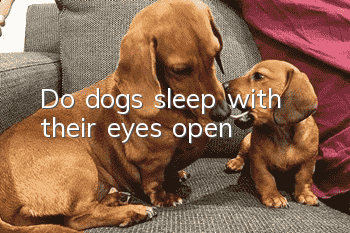 Do dogs sleep with their eyes open?