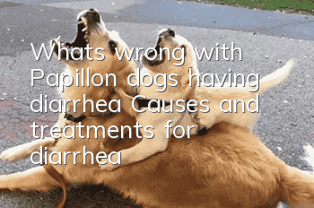 What's wrong with Papillon dogs having diarrhea? Causes and treatments for diarrhea