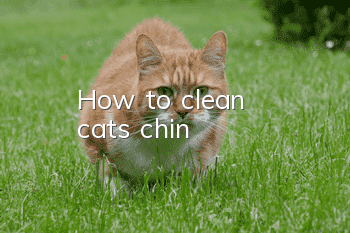 How to clean cat's chin