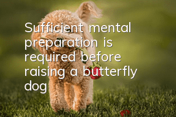 Sufficient mental preparation is required before raising a butterfly dog