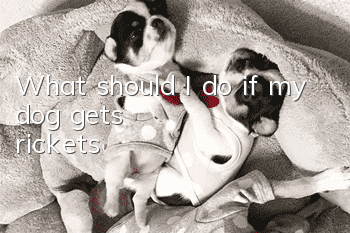 What should I do if my dog ​​gets rickets?