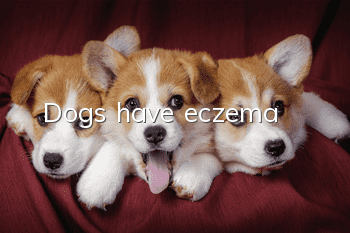 Dogs have eczema