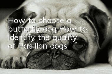 How to choose a butterfly dog? How to identify the quality of Papillon dogs