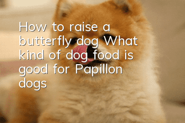 How to raise a butterfly dog? What kind of dog food is good for Papillon dogs?