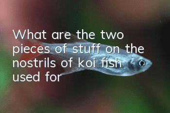 What are the two pieces of stuff on the nostrils of koi fish used for?