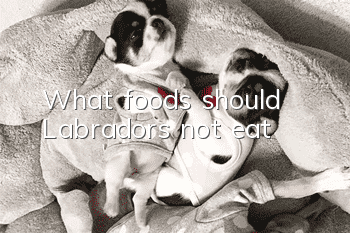 What foods should Labradors not eat?