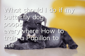 What should I do if my butterfly dog poops everywhere? How to train a Papillon to use the toilet