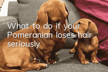 What to do if your Pomeranian loses hair seriously