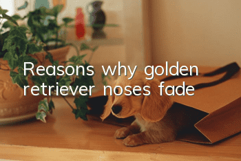 Reasons why golden retriever noses fade