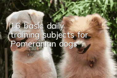 16 basic daily training subjects for Pomeranian dogs
