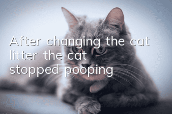 After changing the cat litter, the cat stopped pooping