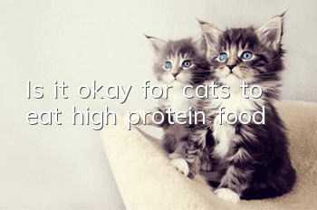 Is it okay for cats to eat high protein food?