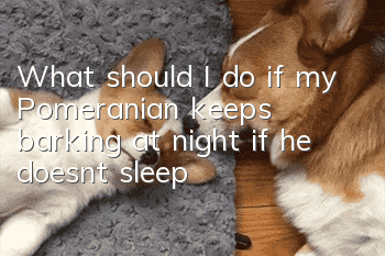 What should I do if my Pomeranian keeps barking at night if he doesn't sleep?