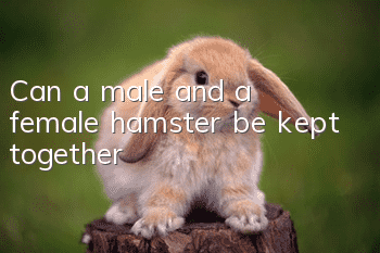 Can a male and a female hamster be kept together?