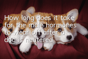 How long does it take for the male hormones to wear off after a dog is neutered?