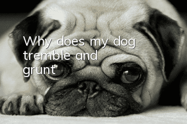 Why does my dog tremble and grunt?
