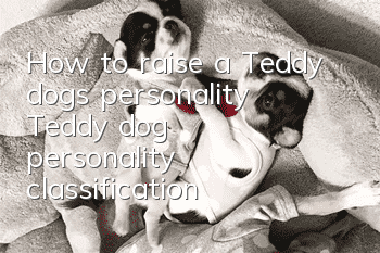How to raise a Teddy dog’s personality? Teddy dog personality classification
