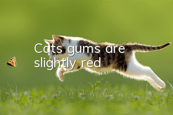 Cat's gums are slightly red