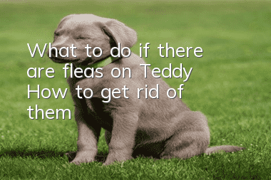 What to do if there are fleas on Teddy | How to get rid of them?