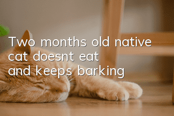 Two months old native cat doesn't eat and keeps barking