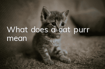What does a cat purr mean?