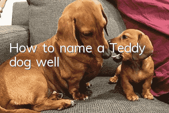 How to name a Teddy dog well?