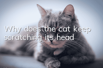 Why does the cat keep scratching its head?