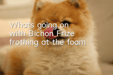 What's going on with Bichon Frize frothing at the foam?