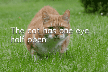 The cat has one eye half open