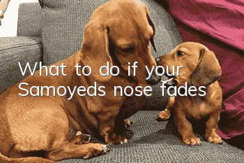 What to do if your Samoyed’s nose fades