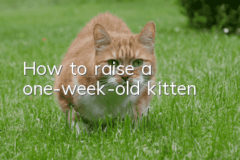 How to raise a one-week-old kitten?