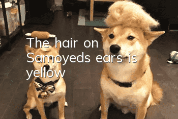 The hair on Samoyed's ears is yellow