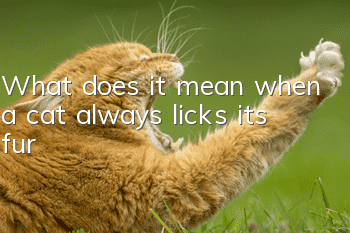 What does it mean when a cat always licks its fur?