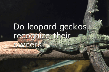 Do leopard geckos recognize their owners?