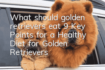 What should golden retrievers eat? 9 Key Points for a Healthy Diet for Golden Retrievers